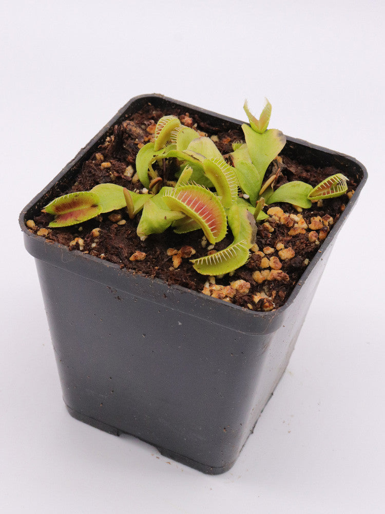 Dionaea muscipula "Kleopatra"