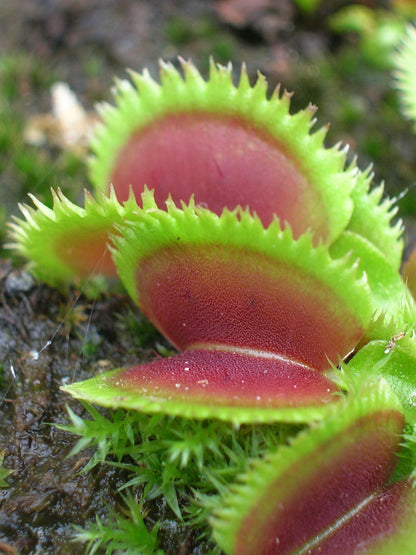 Dionaea muscipula "Kurze zahne"