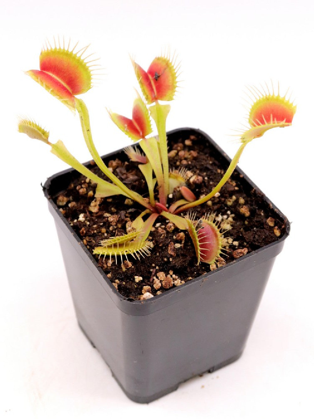 Dionaea muscipula "L05 BCP"