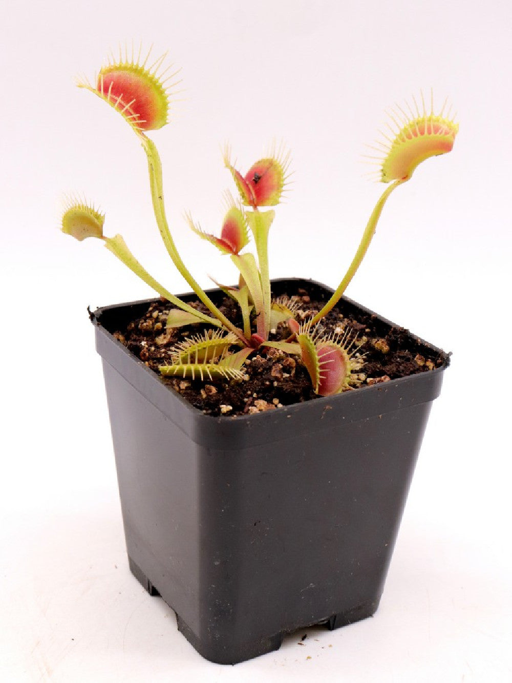 Dionaea muscipula "L05 BCP"