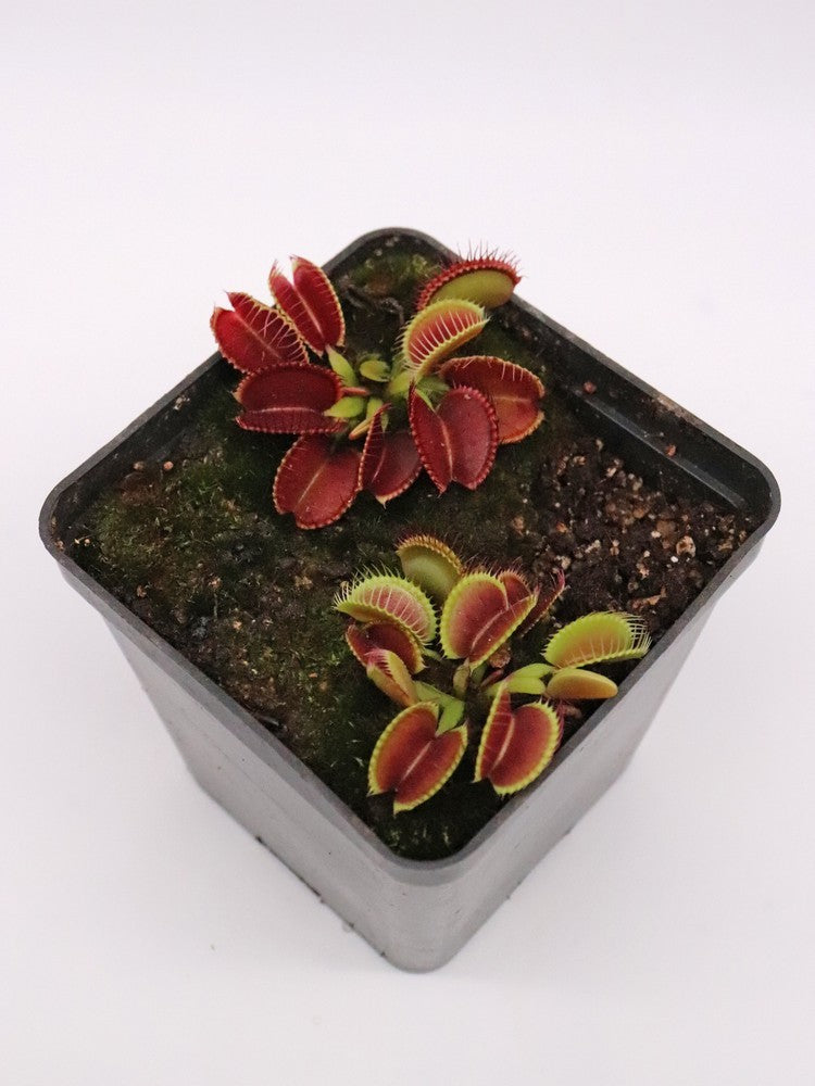 Dionaea muscipula "Lep giant"