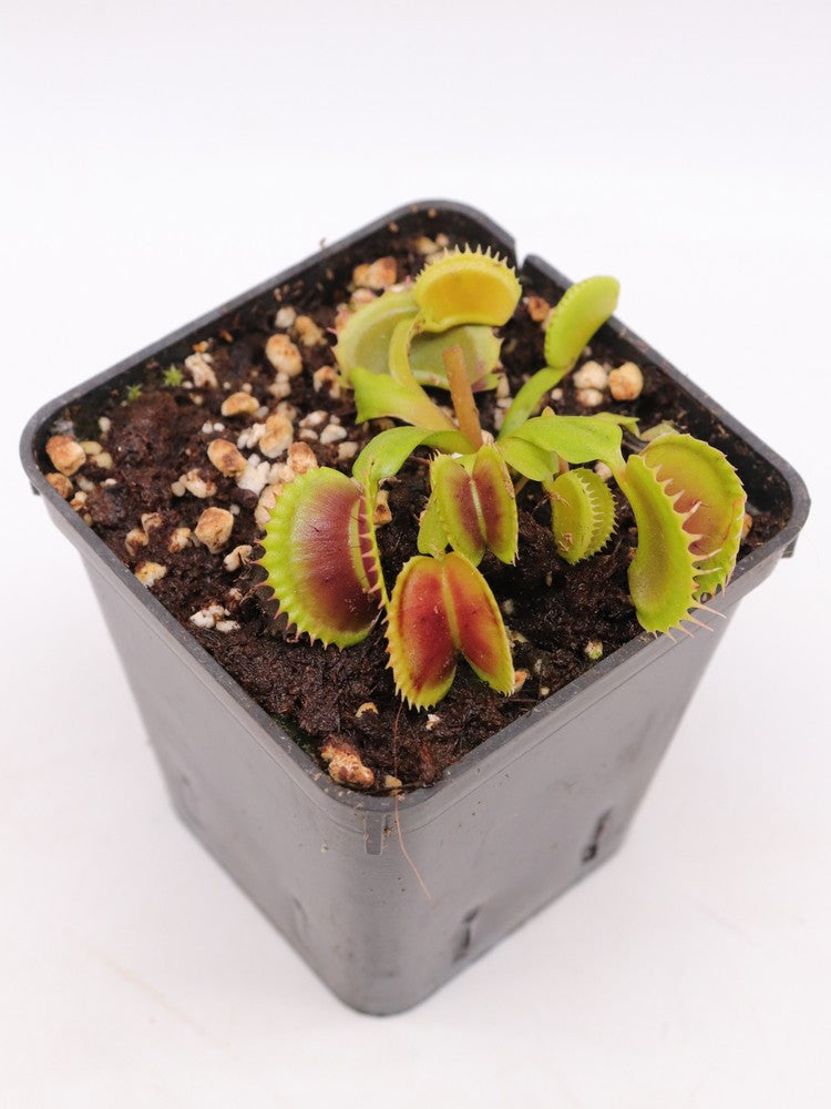 Dionaea muscipula "Like dracula " Svarc