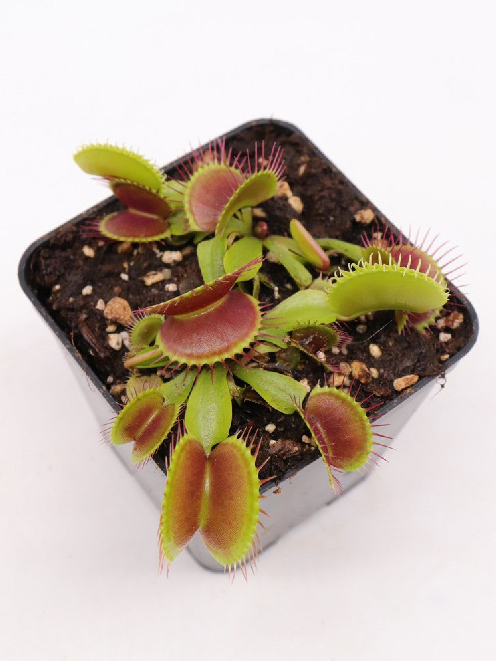 Dionaea muscipula "Low red Big teeth giant"