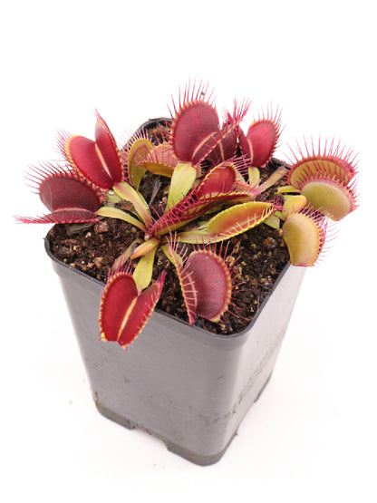 Dionaea muscipula "Mega trap" MK