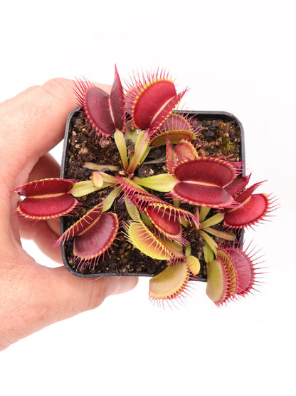 Dionaea muscipula "Mega trap" MK