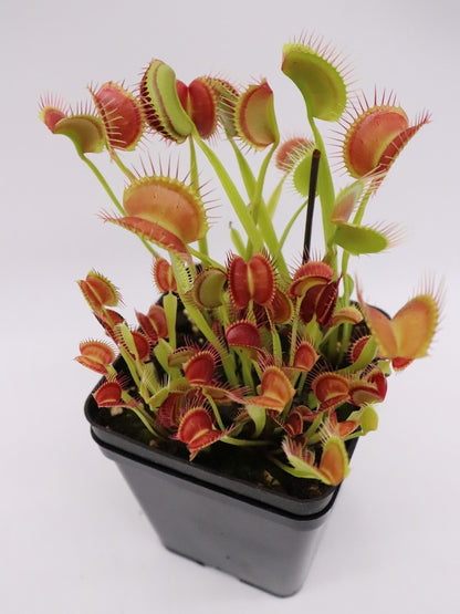 Dionaea muscipula "Melly's lipstick"