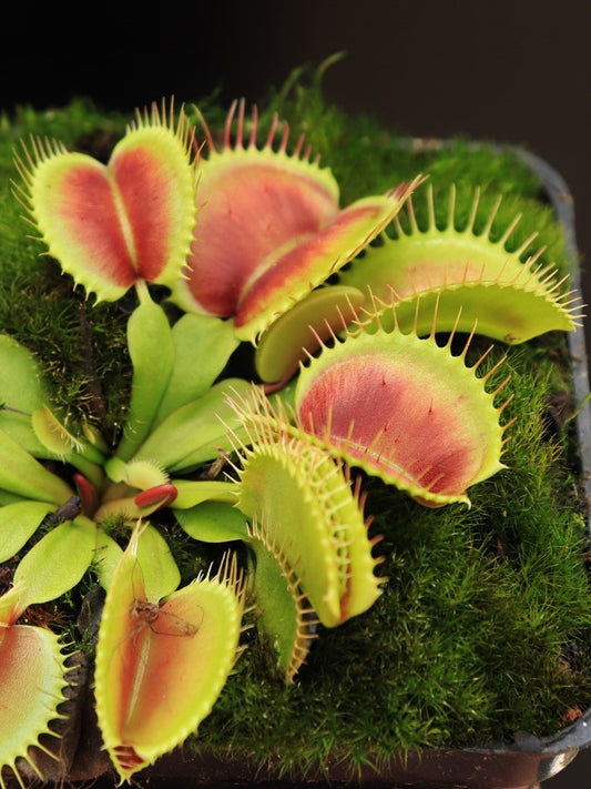 Dionaea muscipula "Monkey ass"