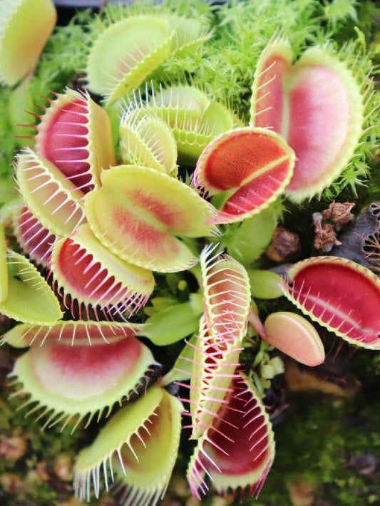 Dionaea muscipula "Pluto"