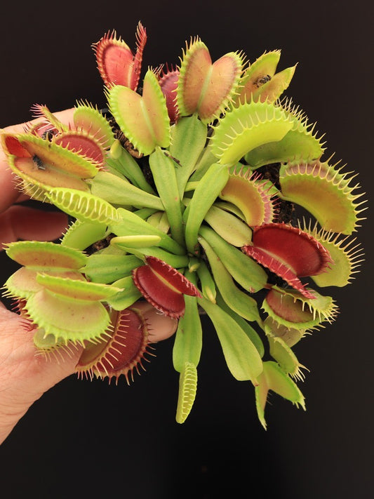 Dionaea muscipula "Raptor"