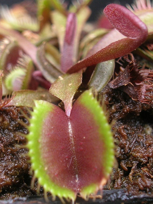 Dionaea muscipula "Red cup trap" the real Clone