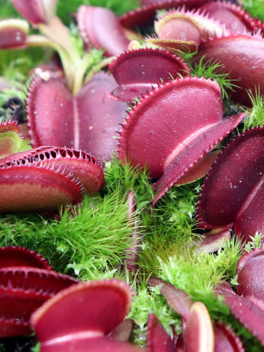 Dionaea muscipula "Red microdent"