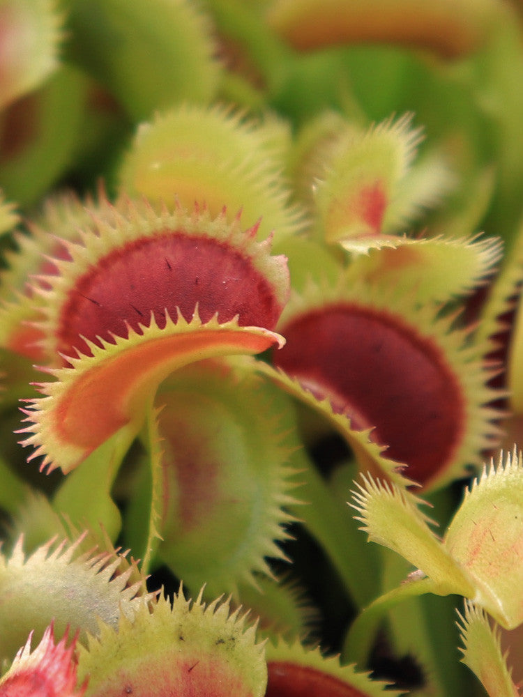 Dionaea muscipula "Samling"