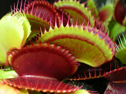 Dionaea muscipula "Sandokan"