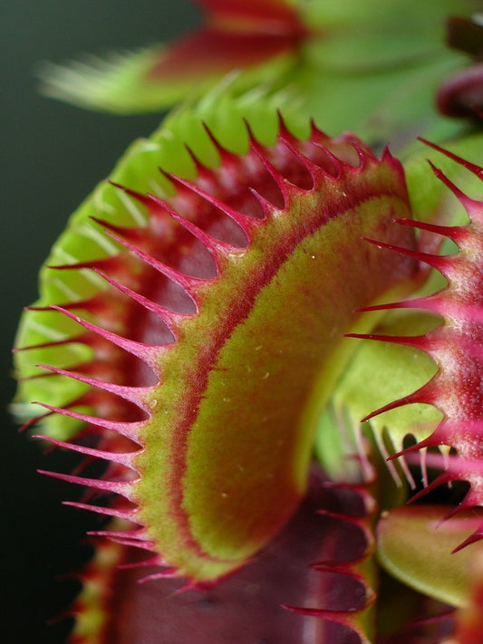 Dionaea muscipula "Sandokan"