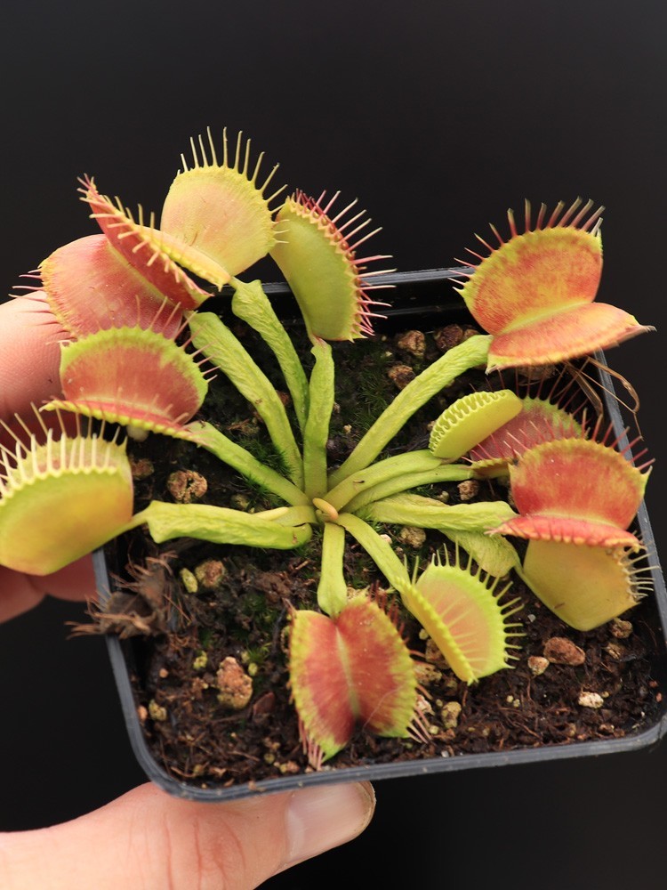 Dionaea muscipula 