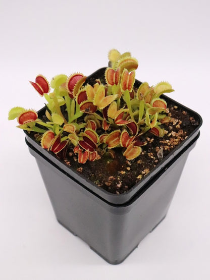 Dionaea muscipula "Sder" D.Svarc