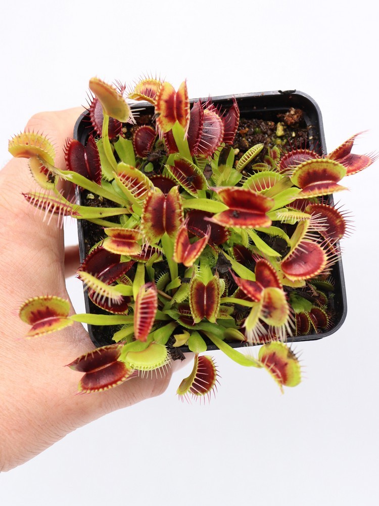 Dionaea muscipula "Smog"