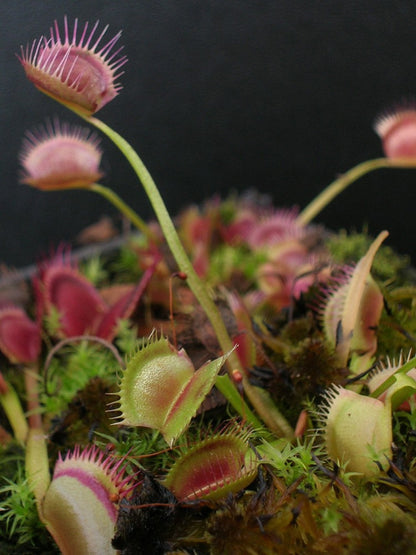 Dionaea muscipula "Sonic"