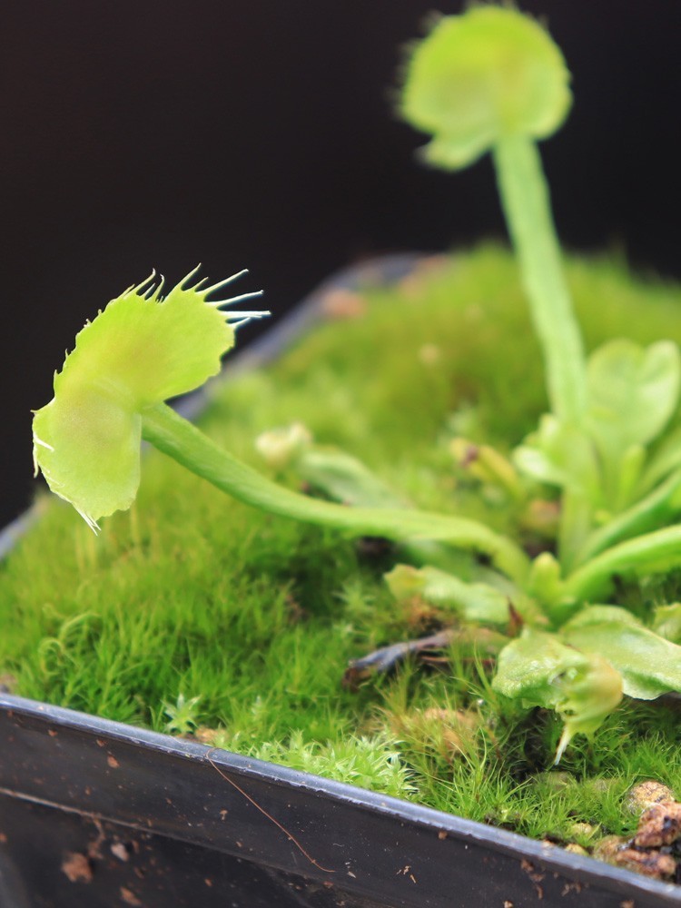 Dionaea muscipula "Spiderman"