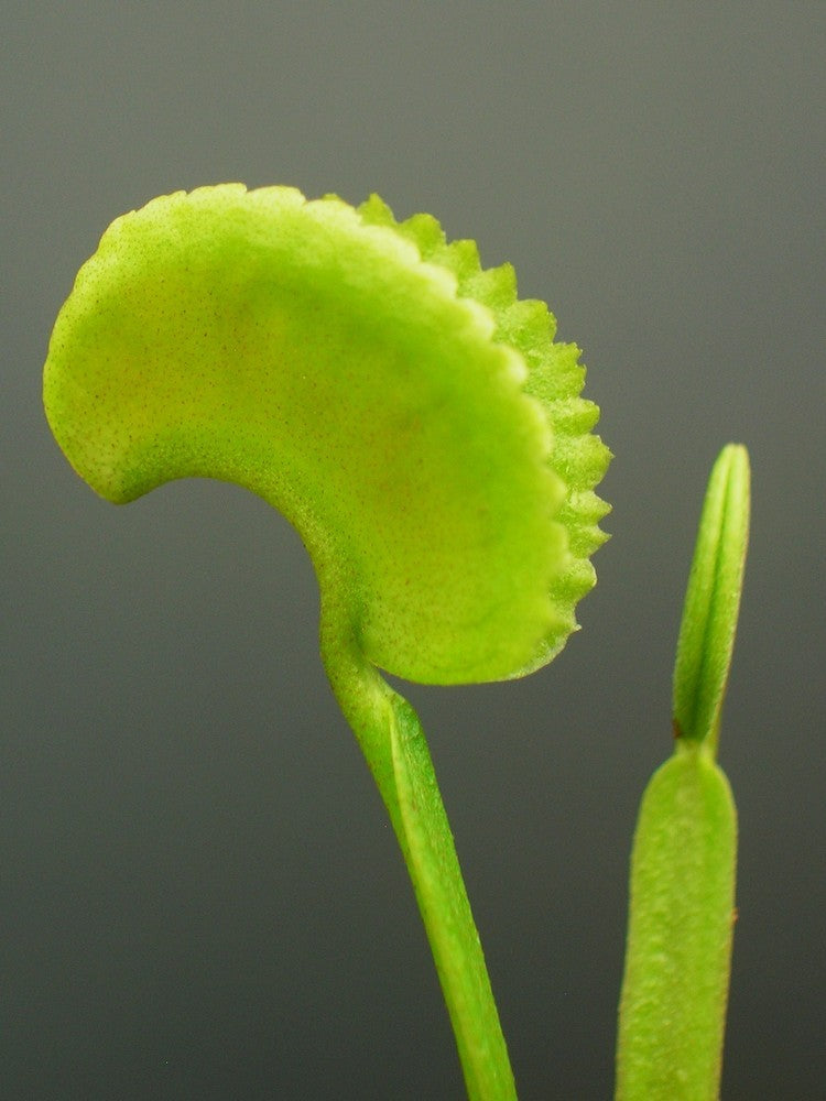 Dionaea muscipula "Square teeth"