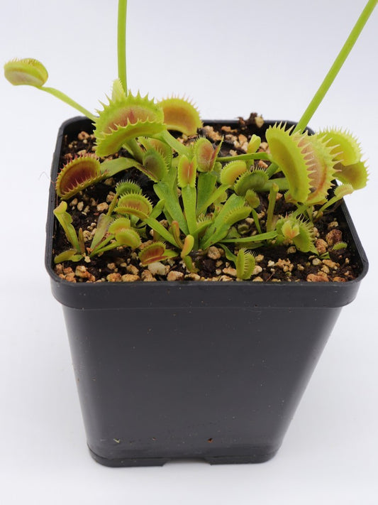 Dionaea muscipula "Star"