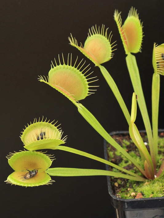 Dionaea muscipula "Switzerland Giant"