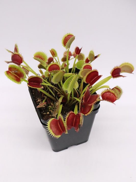 Dionaea muscipula "Tomm"  Svarc