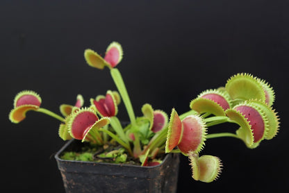 Dionaea muscipula "Trident"