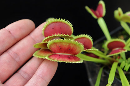 Dionaea muscipula "Trident"