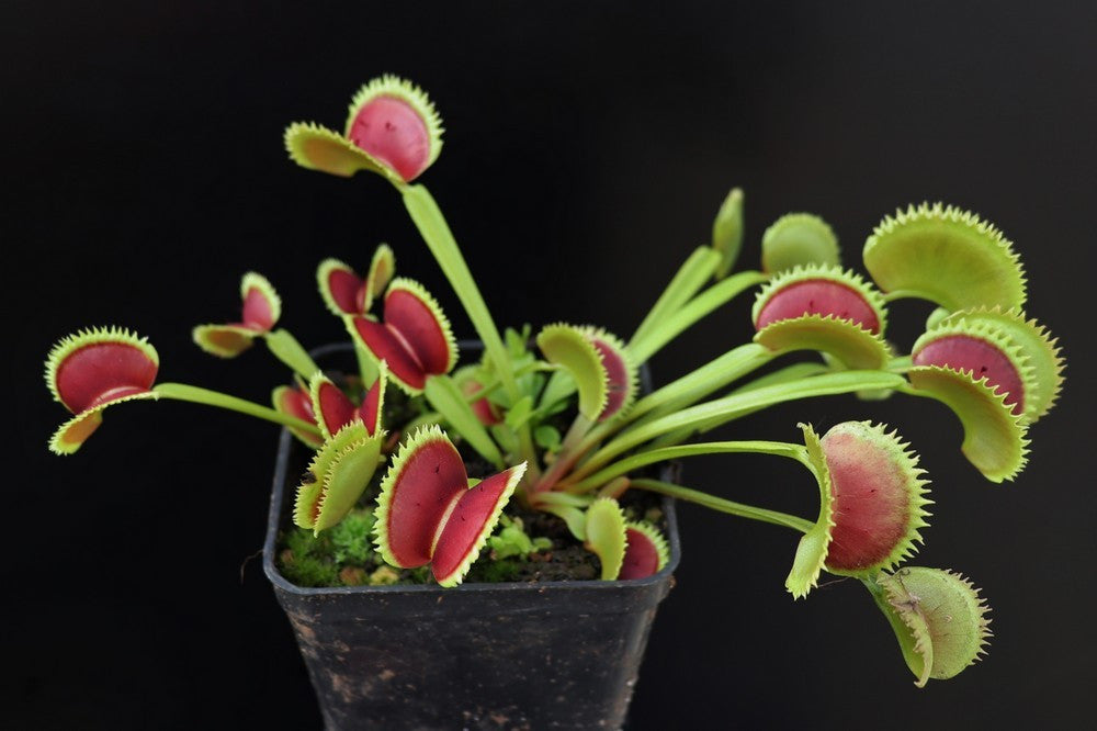 Dionaea muscipula "Trident"