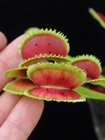 Dionaea muscipula "Trident"