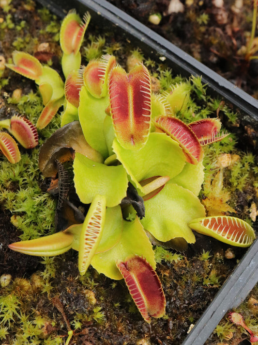 Dionaea muscipula "Tutankhamon"