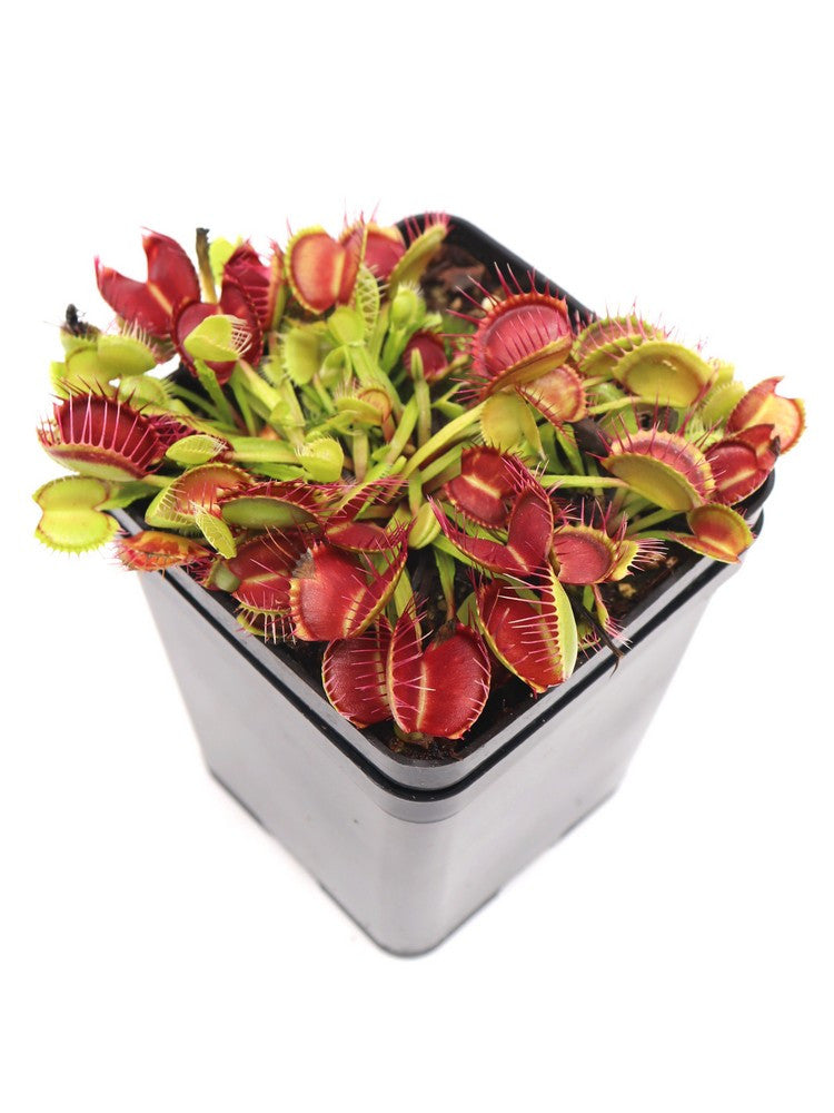 Dionaea muscipula "Webbed teeth"