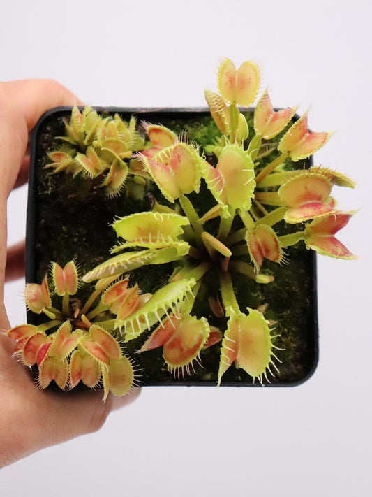 Dionaea muscipula "Werewolf var"