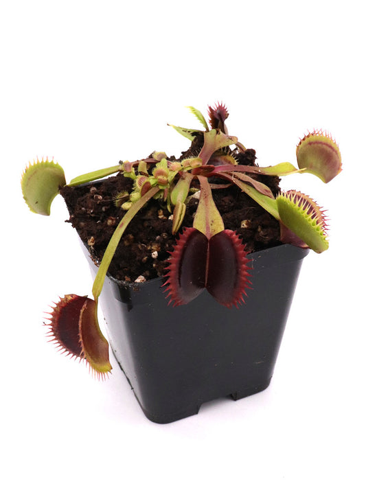 Dionaea muscipula "Wine mouth"