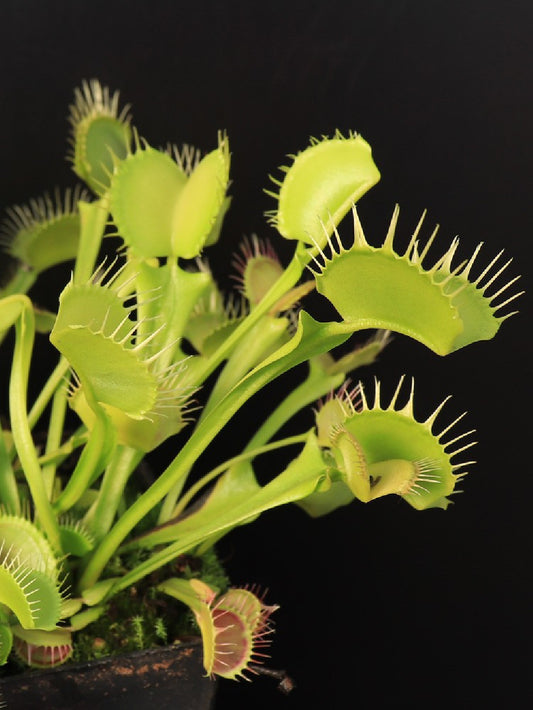 Dionaea muscipula "Yellow fused tooth"