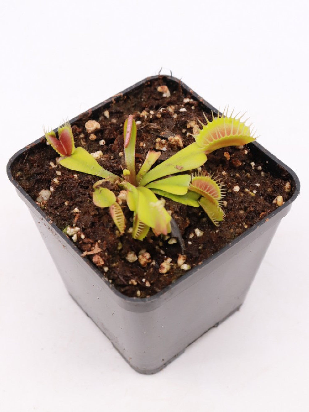 Dionaea muscipula "Z09 BCP"