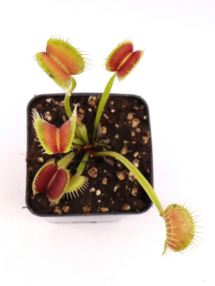 Dionaea muscipula 