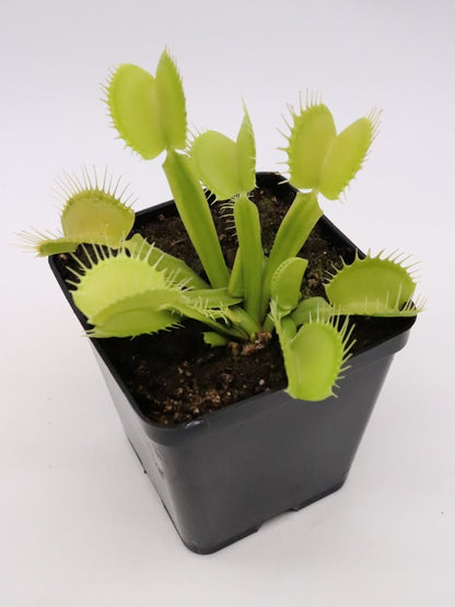 Dionaea muscipula " All green giant "