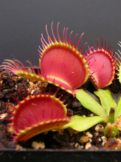 Dionaea muscipula 'B52'