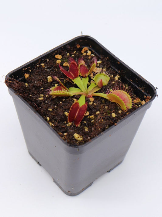 Dionaea muscipula 'Clumping cultivar'