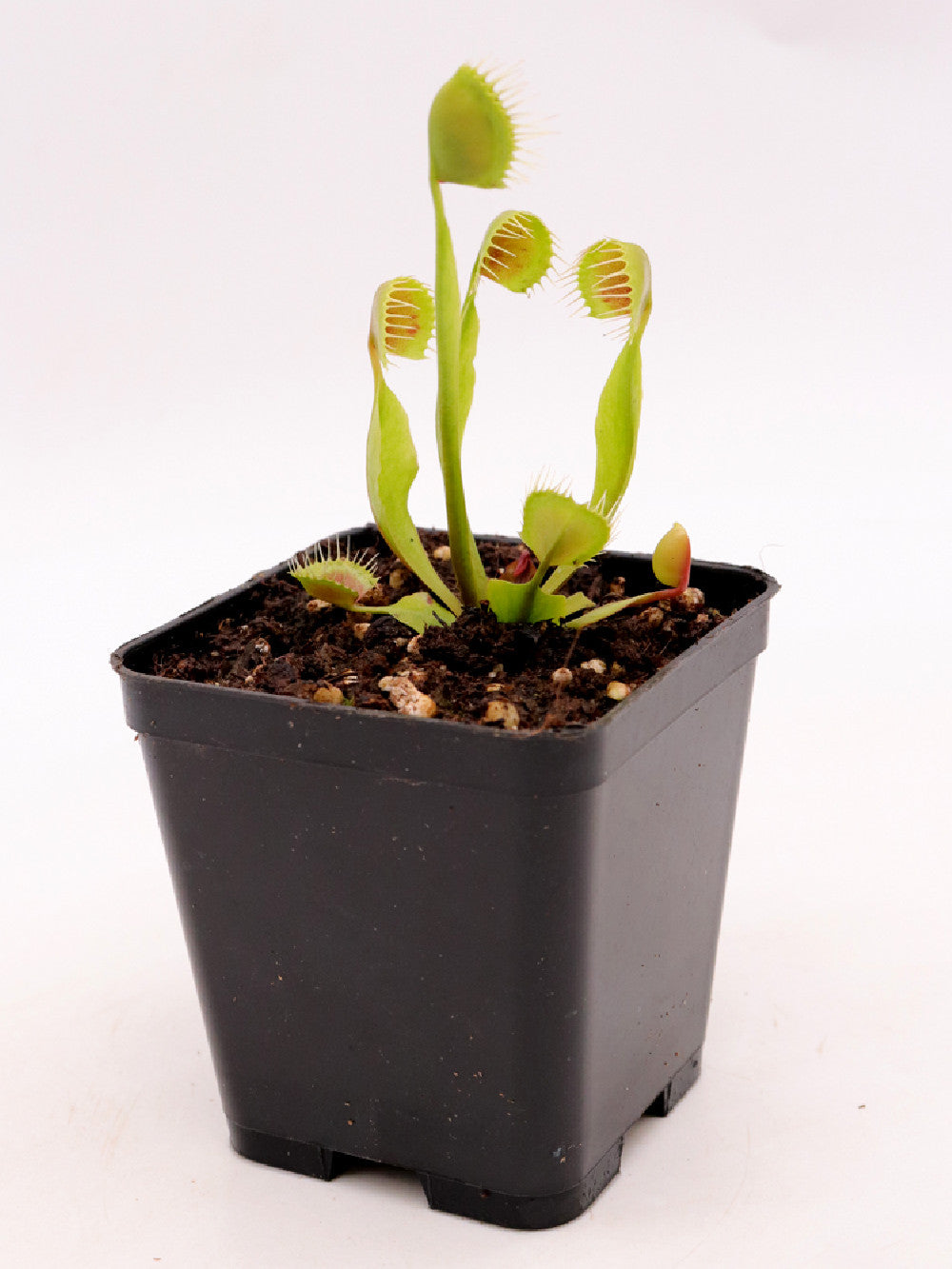 Dionaea muscipula 'Cupped trap'