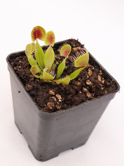 Dionaea muscipula 'Cupped trap'