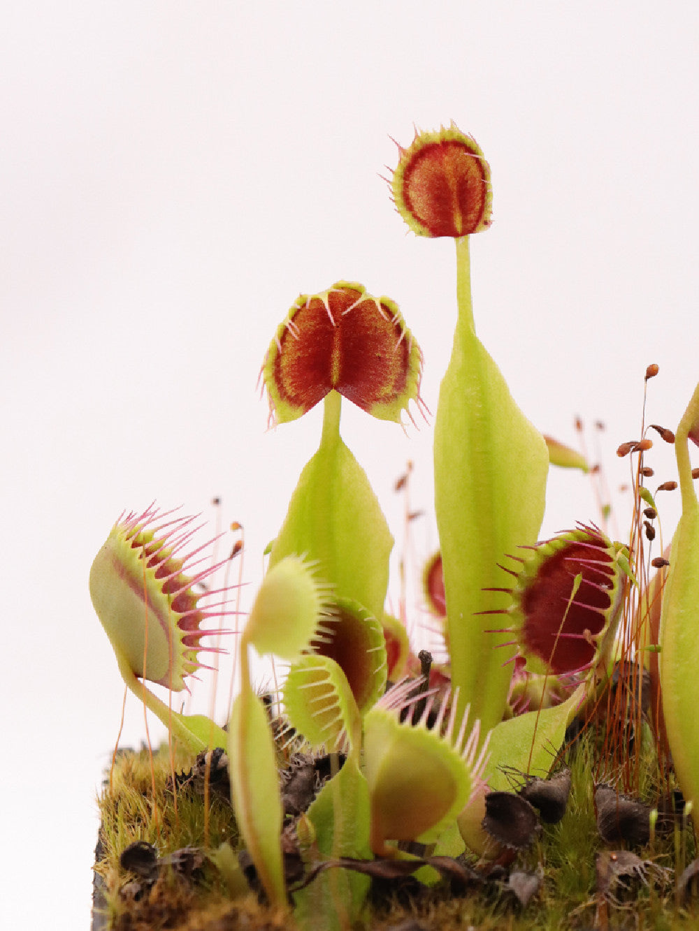 Dionaea muscipula " Cupped trap vigorous"