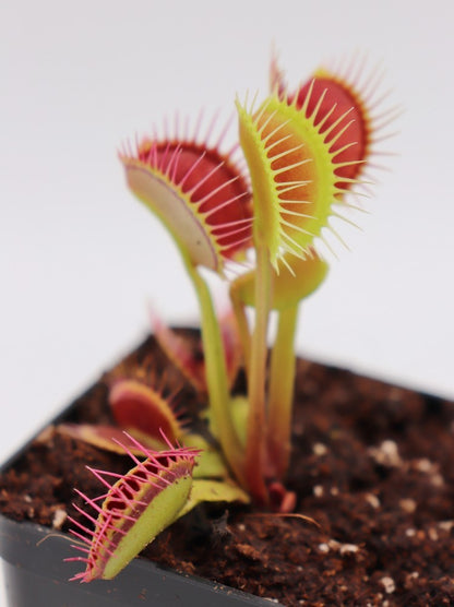 Dionaea muscipula 'DC-XL'