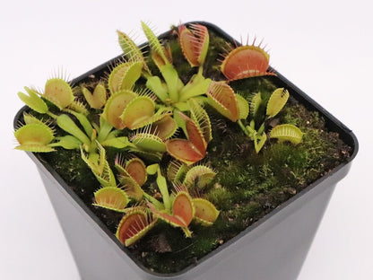 Dionaea muscipula " Equobia"