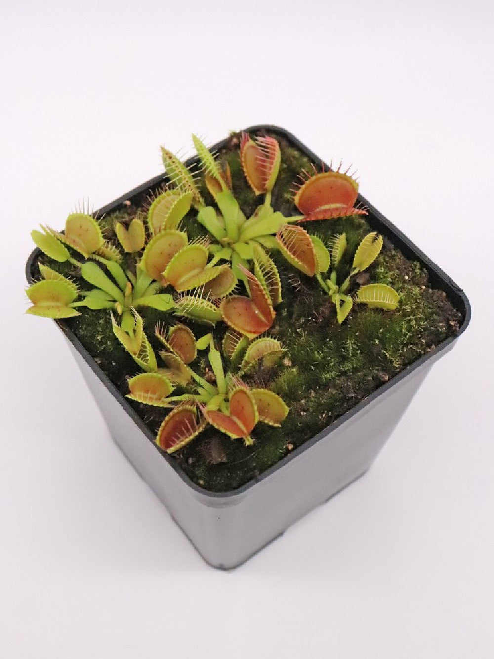 Dionaea muscipula " Equobia"