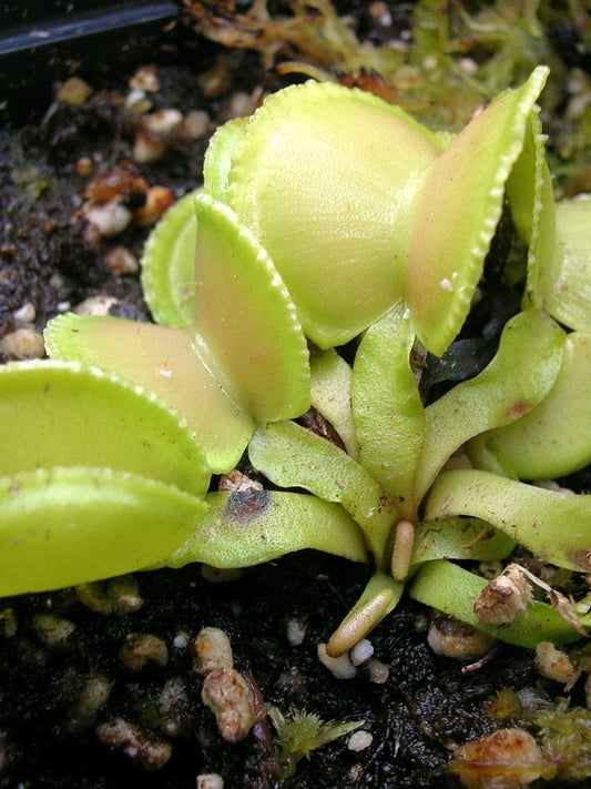 Dionaea muscipula 'Green Wizard'