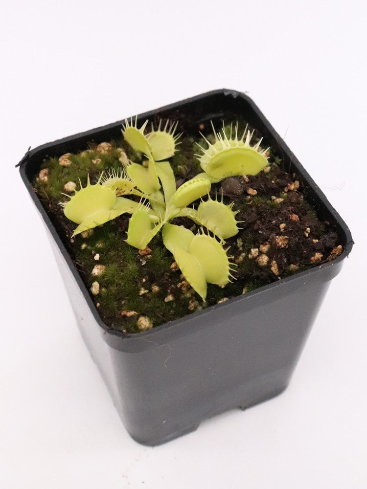 Dionaea muscipula " Green fused tooth "