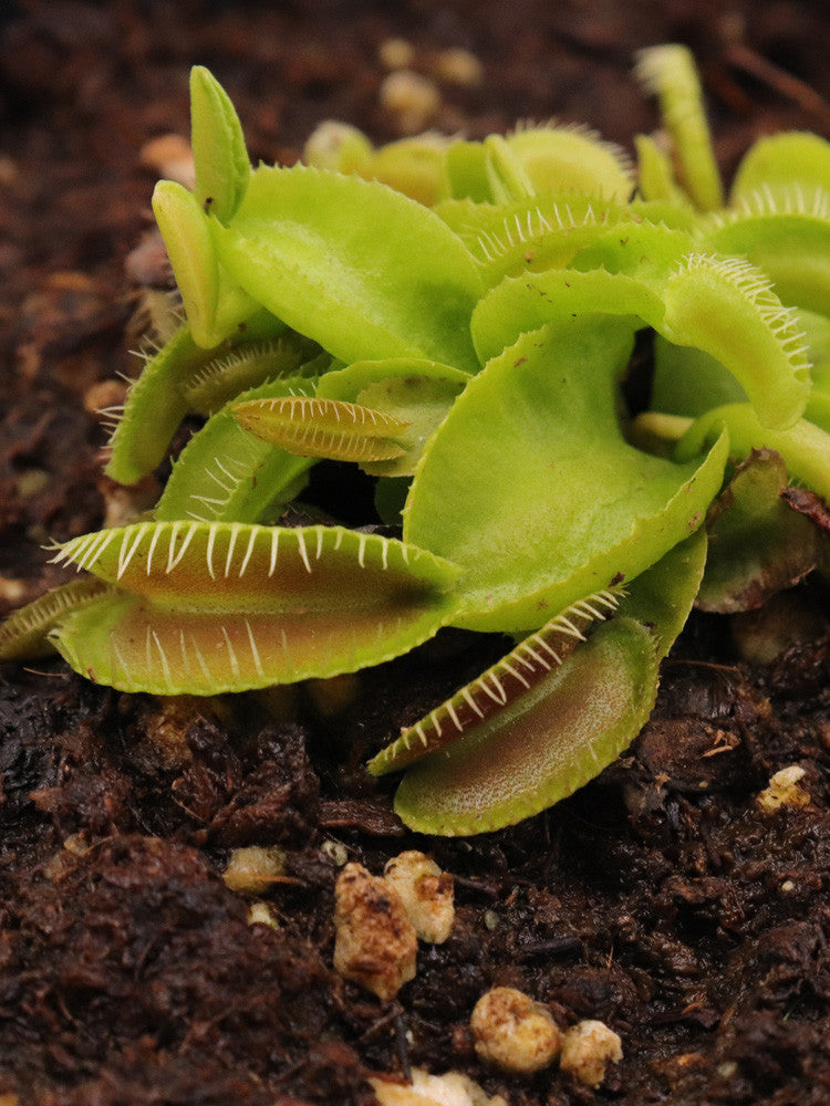 Dionaea muscipula 'Jaw smiley'